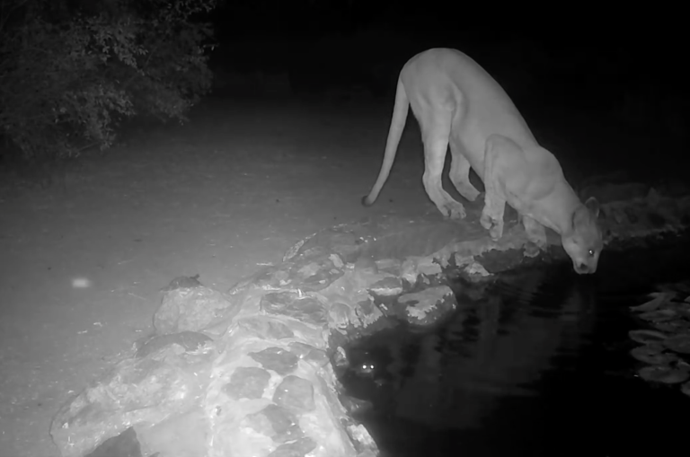 image of mountain lion at the spur cross desert oasis